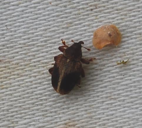 Réf. 182 061 : Lignyodes enucleator